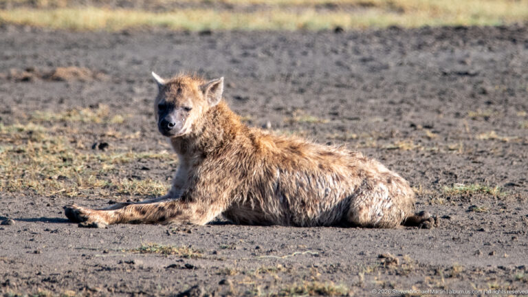 Spotted hyena resting on bare ground with upright head, rounded ears and coarse tawny coat.