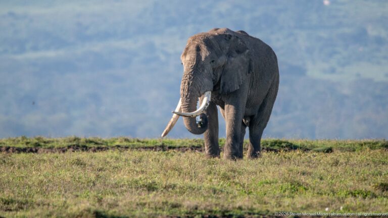 Large African bush elephant facing forward with long tusks and curled trunk on short grass.