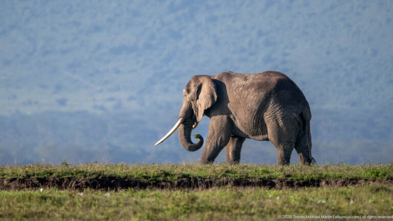 Profile of an African bush elephant walking on green grass with its trunk curled upward.
