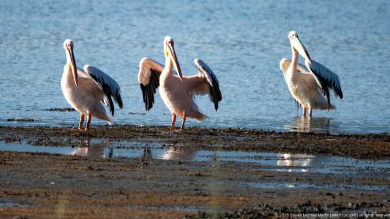 Four great white pelicans standing on a shallow mudflat, two with wings partly open.