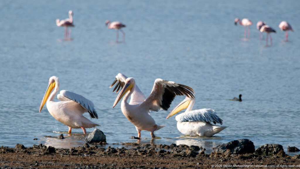 Three great white pelicans at a shallow lakeshore, one raising its wings, with distant flamingos behind.