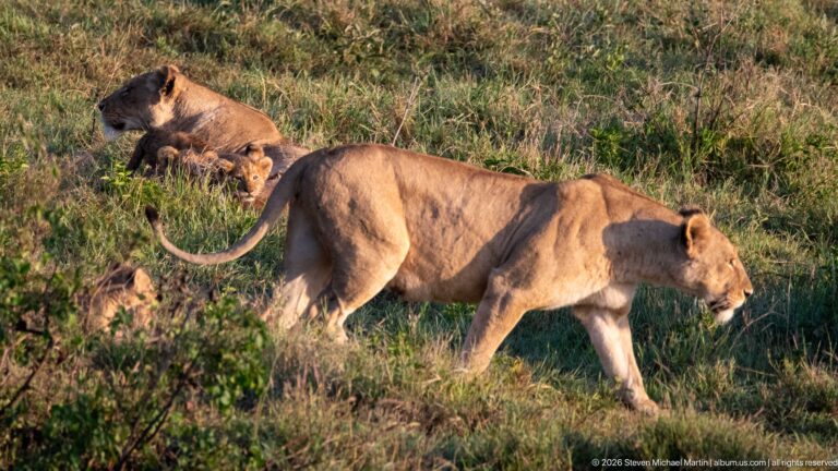 Lioness walking through grass with several lion cubs resting behind her at different distances.