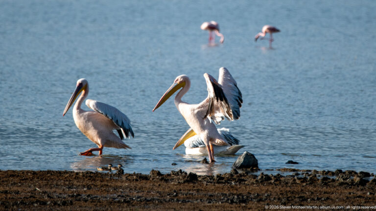 Great white pelicans standing and wing-spreading at a muddy lakeshore, with flamingos blurred in the background.
