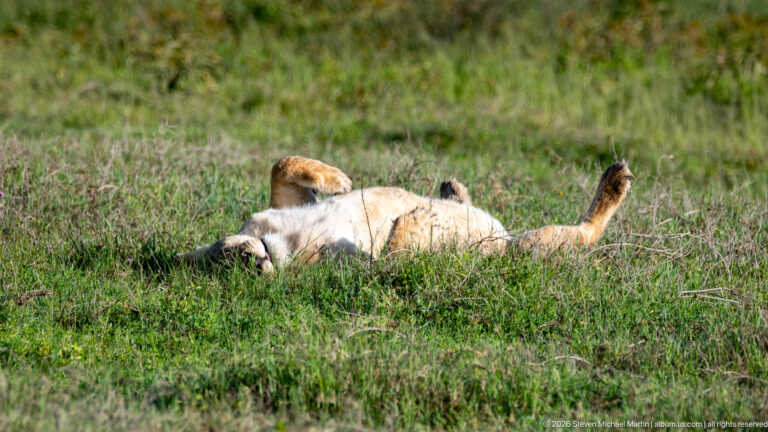 Reclining lioness in short grass with pale belly exposed and one leg raised.