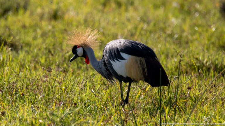 Grey crowned crane feeding with head lowered over bright green grass.