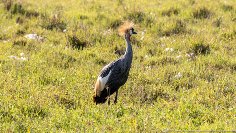 Grey crowned crane standing upright in open sunlit grass with its golden crown visible.