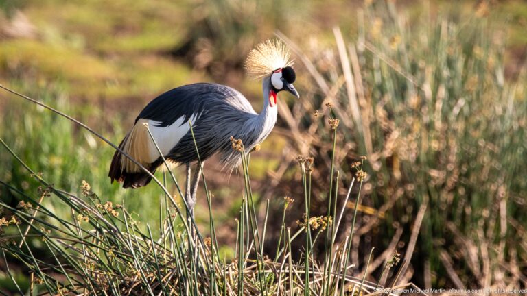 Grey crowned crane lowering its head among rushes and grasses in warm light.