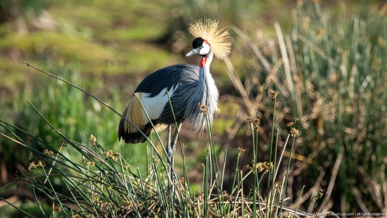 Grey crowned crane standing among rushes, showing its golden crown, white wing patch and red wattle.