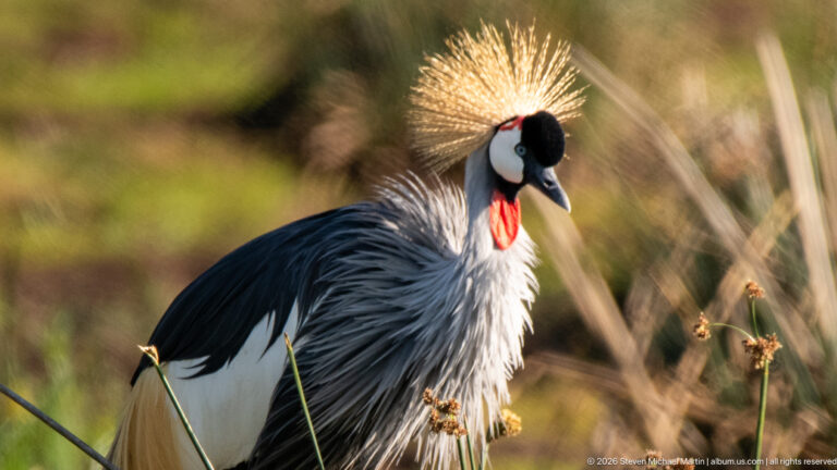 Grey crowned crane standing among reeds with golden crown, white cheek patch and red throat wattle.