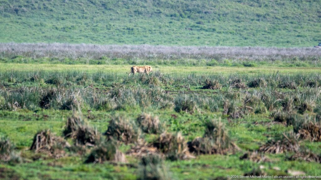 Small tawny lioness walking through layered green marsh vegetation on the Ngorongoro Crater floor.