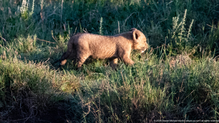 Lion cub walking in profile through sunlit grass, with faint juvenile spots visible on its tawny coat.