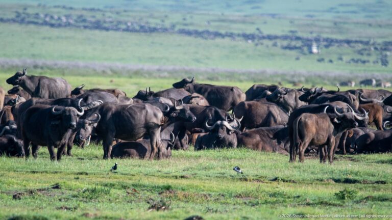 Large African buffalo herd spread across green crater grassland with a few birds in the foreground.