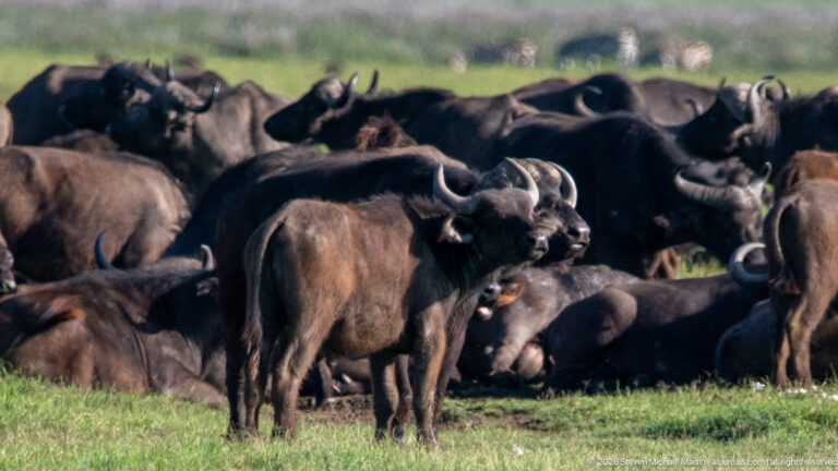 Dense herd of African buffalo on green grass, with a horned adult standing prominently in front.