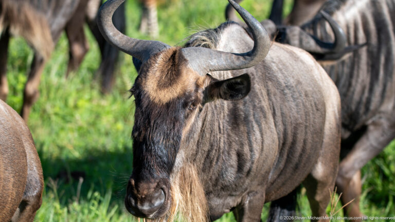 Frontal portrait of a blue wildebeest with curved horns, dark face and striped shoulders.