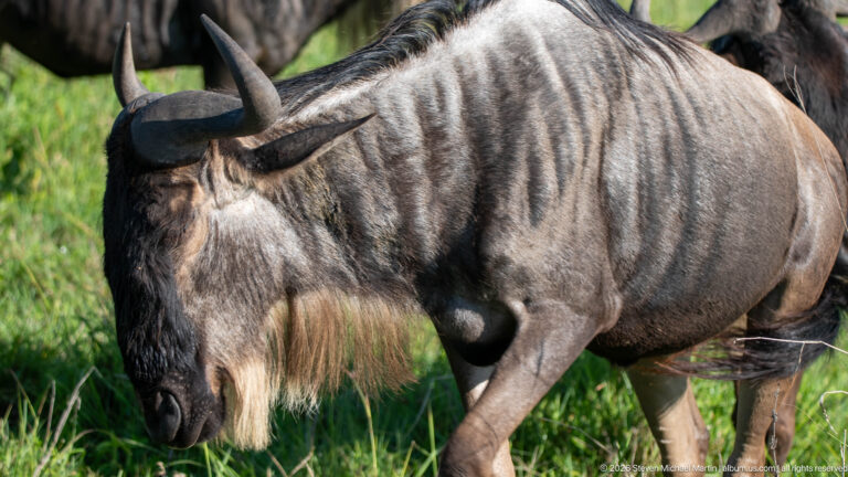 Close profile of a blue wildebeest walking through green grass with another wildebeest partly behind.