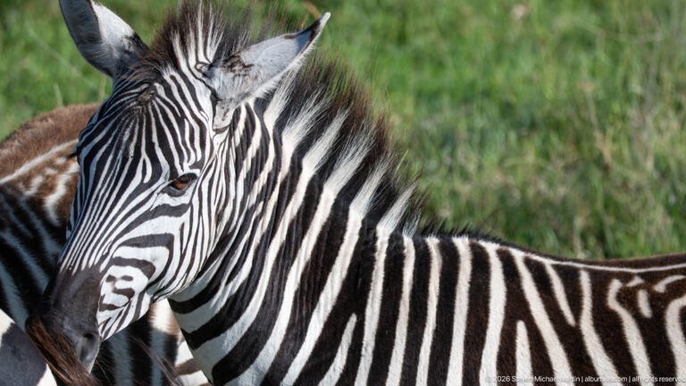 Close side portrait of a plains zebra showing its striped face, upright mane and shoulder.