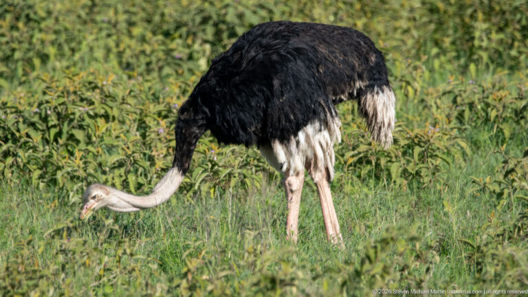 Male common ostrich bending to feed in green vegetation, with white tail feathers visible.
