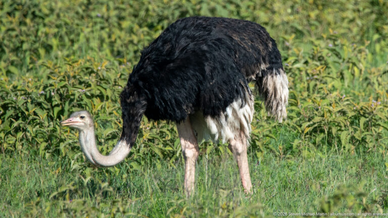Male common ostrich standing in green vegetation with curved neck, black body and white wing feathers.