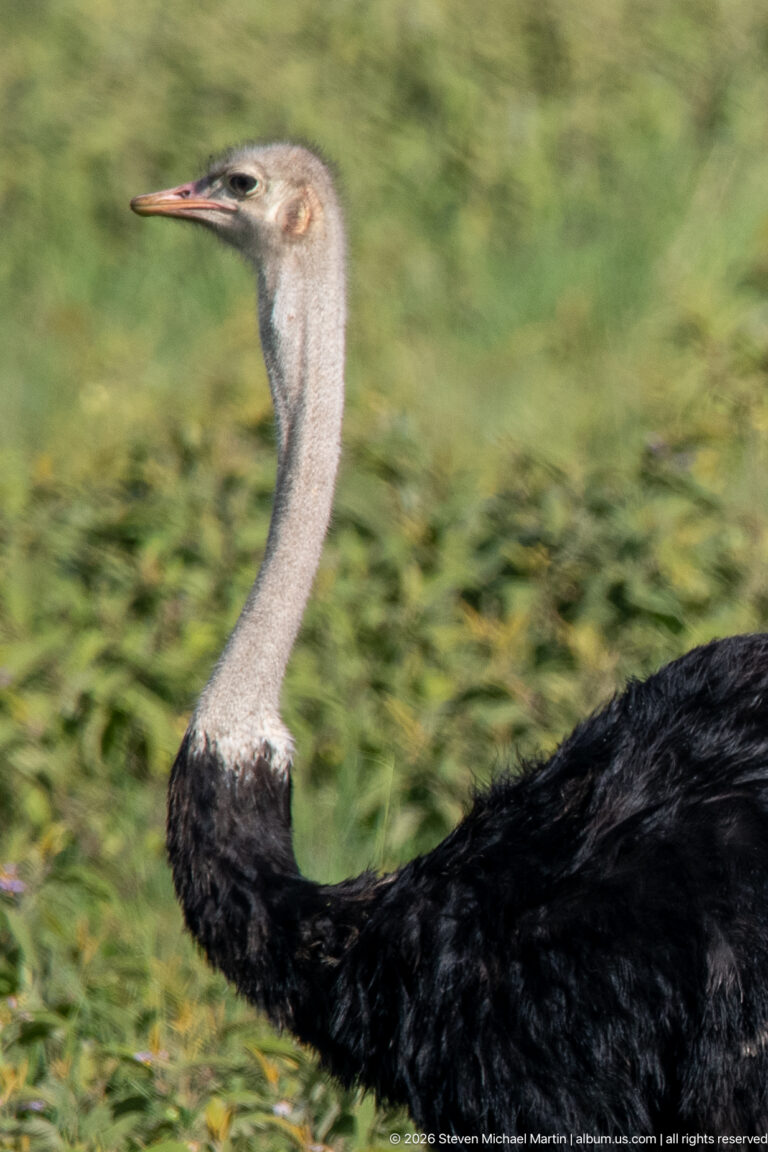 Close view of a male common ostrich with long gray neck and black body against blurred green vegetation.