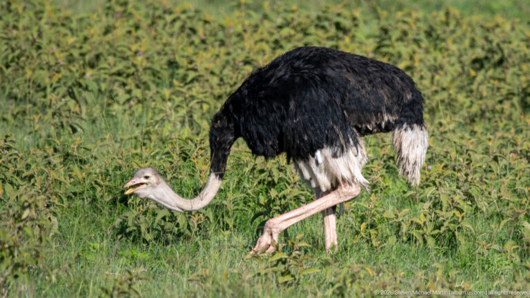 Male common ostrich walking through green vegetation with black plumage, white feathers and long pale legs.