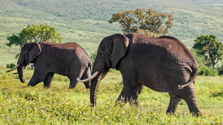 Two African bush elephants crossing green crater-floor vegetation, one closer with prominent tusks.
