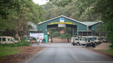 Paved forest road approaching the green-roofed Lodoare Gate with safari vehicles and visitors around the entrance.
