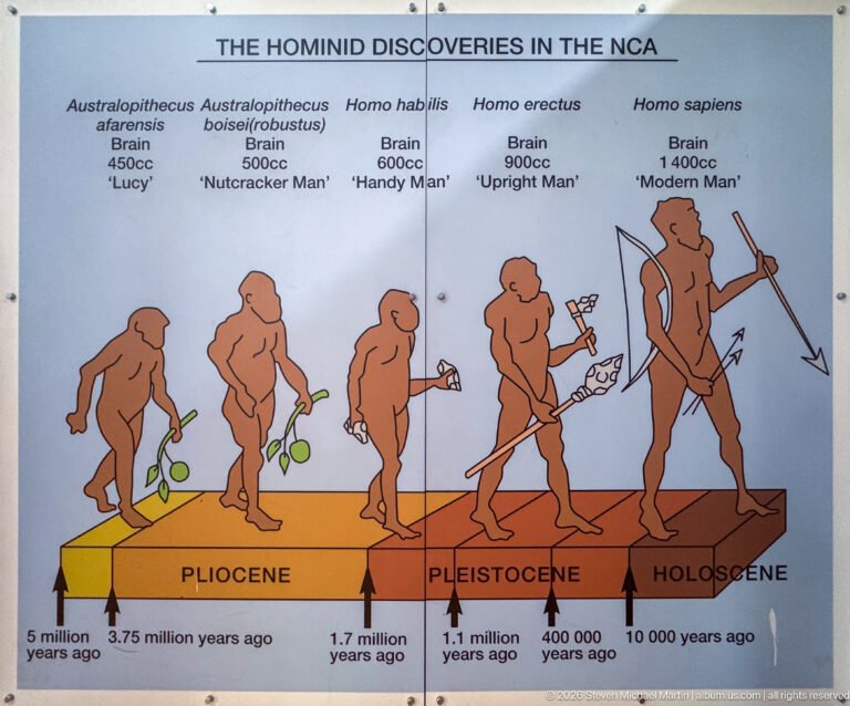 Hominin evolution diagram with five stylized figures, brain-size labels, named taxa, and a Pliocene-to-Holocene timeline.