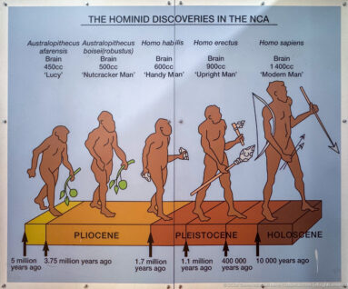 Hominin evolution diagram with five stylized figures, brain-size labels, named taxa, and a Pliocene-to-Holocene timeline.
