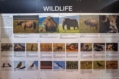 Large wildlife interpretation panel with photographs of rhinoceros, lion, elephant, buffalo, leopard, smaller mammals, and birds.