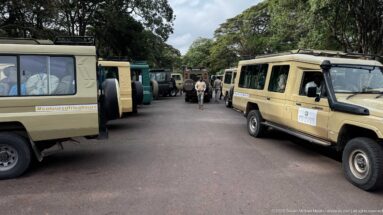 Line of safari Land Cruisers parked along a tree-lined access road with people walking between the vehicles.