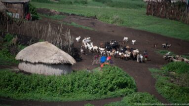 Mixed domestic livestock gathered in a dark earthen yard beside a round thatched hut and tall stick fence.