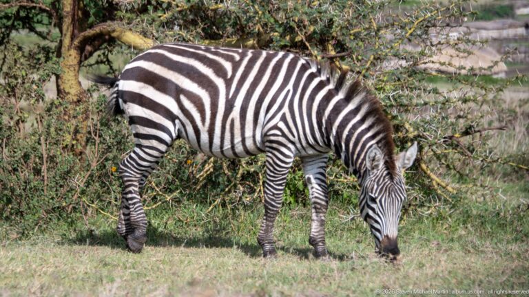 Plains zebra grazing in side profile beside dense leafy thorn shrubs.