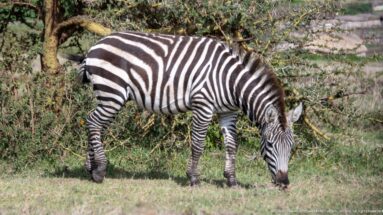 Plains zebra grazing in side profile beside dense leafy thorn shrubs.