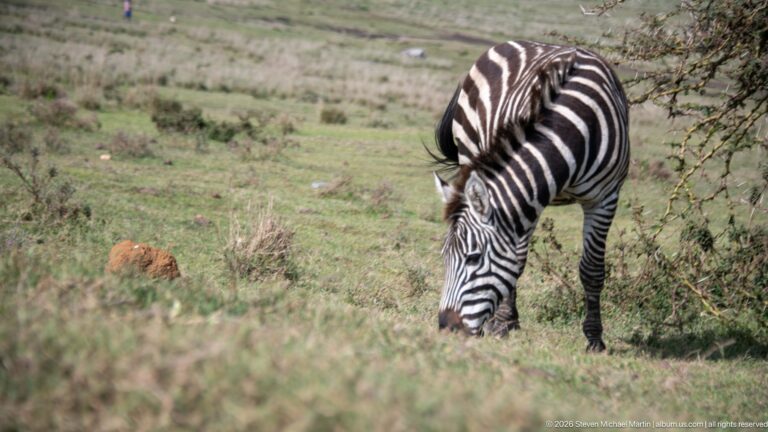 Plains zebra grazing head-down on short grass near thorny scrub in the Ngorongoro landscape.