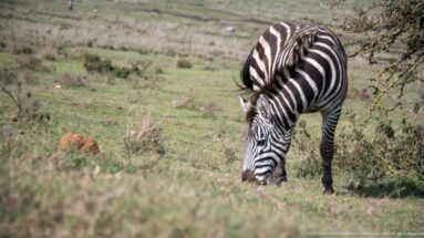 Plains zebra grazing head-down on short grass near thorny scrub in the Ngorongoro landscape.