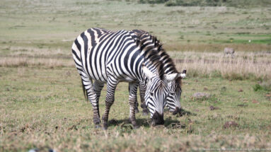 Broadside plains zebra grazing in short open grass with a small distant ungulate in the background.