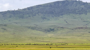 Wide green plain with a distant line of grazing animals beneath a steep, channel-cut highland slope.