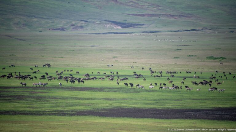 Dense herd of dark grazing ungulates crossing a bright green band of grassland with more animals in the distance.