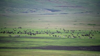 Dense herd of dark grazing ungulates crossing a bright green band of grassland with more animals in the distance.