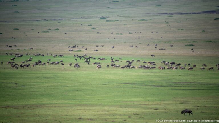Large distant herd of dark grazing animals scattered across a bright green Ngorongoro plain.