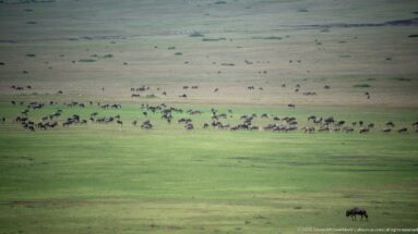 Large distant herd of dark grazing animals scattered across a bright green Ngorongoro plain.