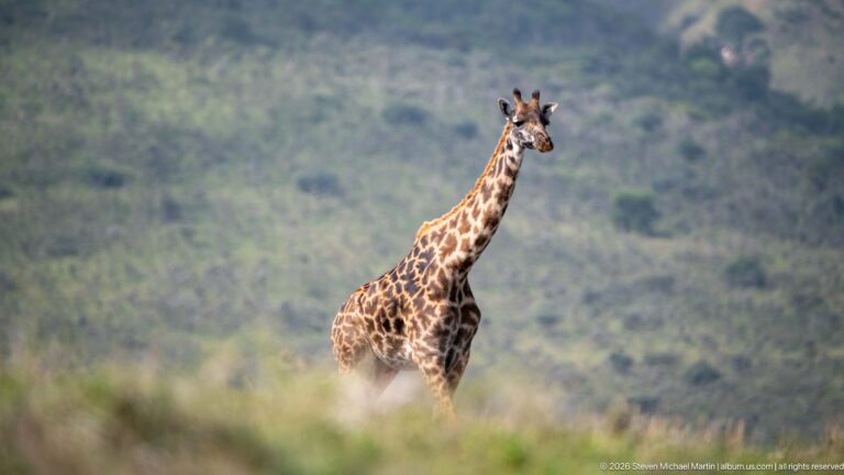 Single Masai giraffe standing upright in open grassland with a softly blurred green highland background.