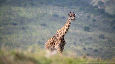 Single Masai giraffe standing upright in open grassland with a softly blurred green highland background.