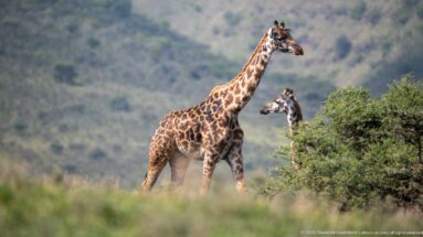 Tall Masai giraffe walking beside an acacia shrub with a second giraffe visible behind.