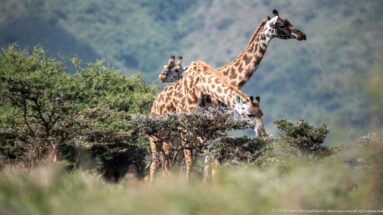 Three Masai giraffes partly hidden by low acacia shrubs in green savanna.