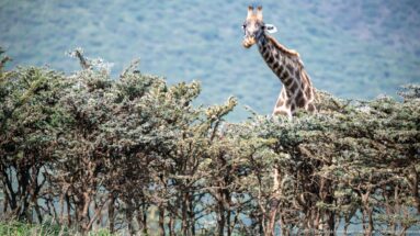 Masai giraffe head and long patterned neck emerging above dense thorny acacia shrubs.