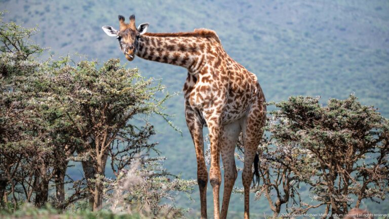 Masai giraffe standing beside thorny shrubs, facing partly toward the camera against a distant highland backdrop.
