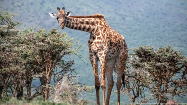 Masai giraffe standing beside thorny shrubs, facing partly toward the camera against a distant highland backdrop.