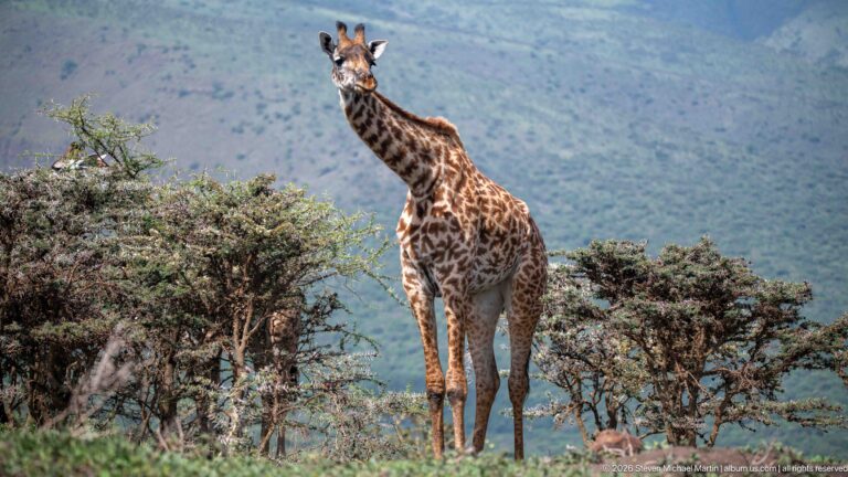 Alert Masai giraffe standing among low acacia shrubs with a blurred blue-green highland slope behind.