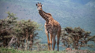 Alert Masai giraffe standing among low acacia shrubs with a blurred blue-green highland slope behind.